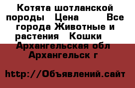 Котята шотланской породы › Цена ­ 40 - Все города Животные и растения » Кошки   . Архангельская обл.,Архангельск г.